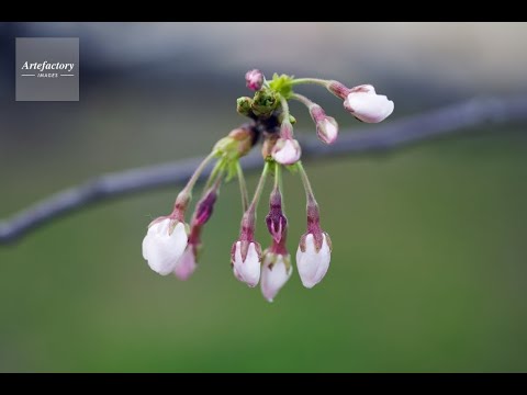 蕾- つぼみ-： JULERS