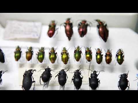 საქართველოს აგრარული და თავისუფალი უნივერსიტეტები