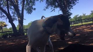 Download Lagu LIttle Nona MP3