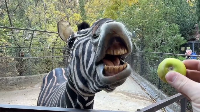 Xyuston porno videolar