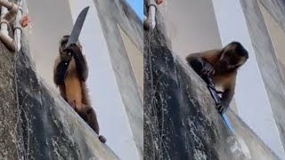 Réu primata! Macaco amolador de facas nos lembra de que símios são