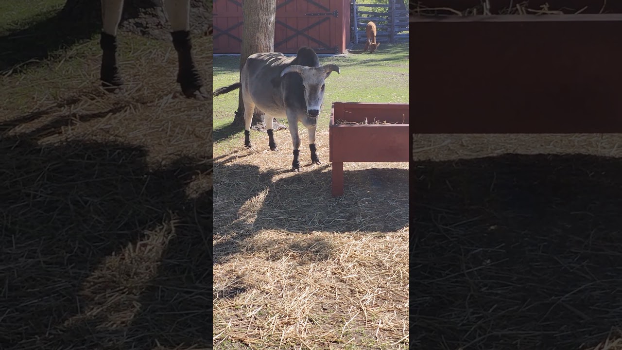 zebu cow is close by in the hot weather toronto canada sept 8/2025