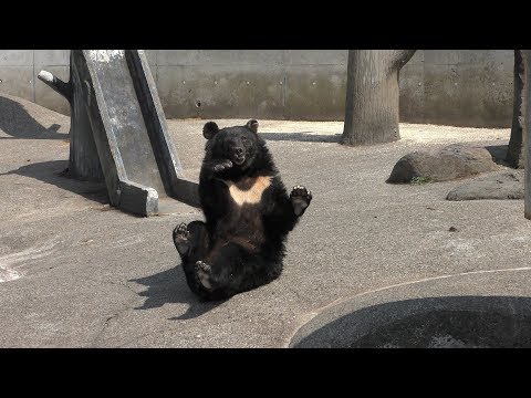 中くまエリア (北秋田市 くまくま園) 2019年8月6日