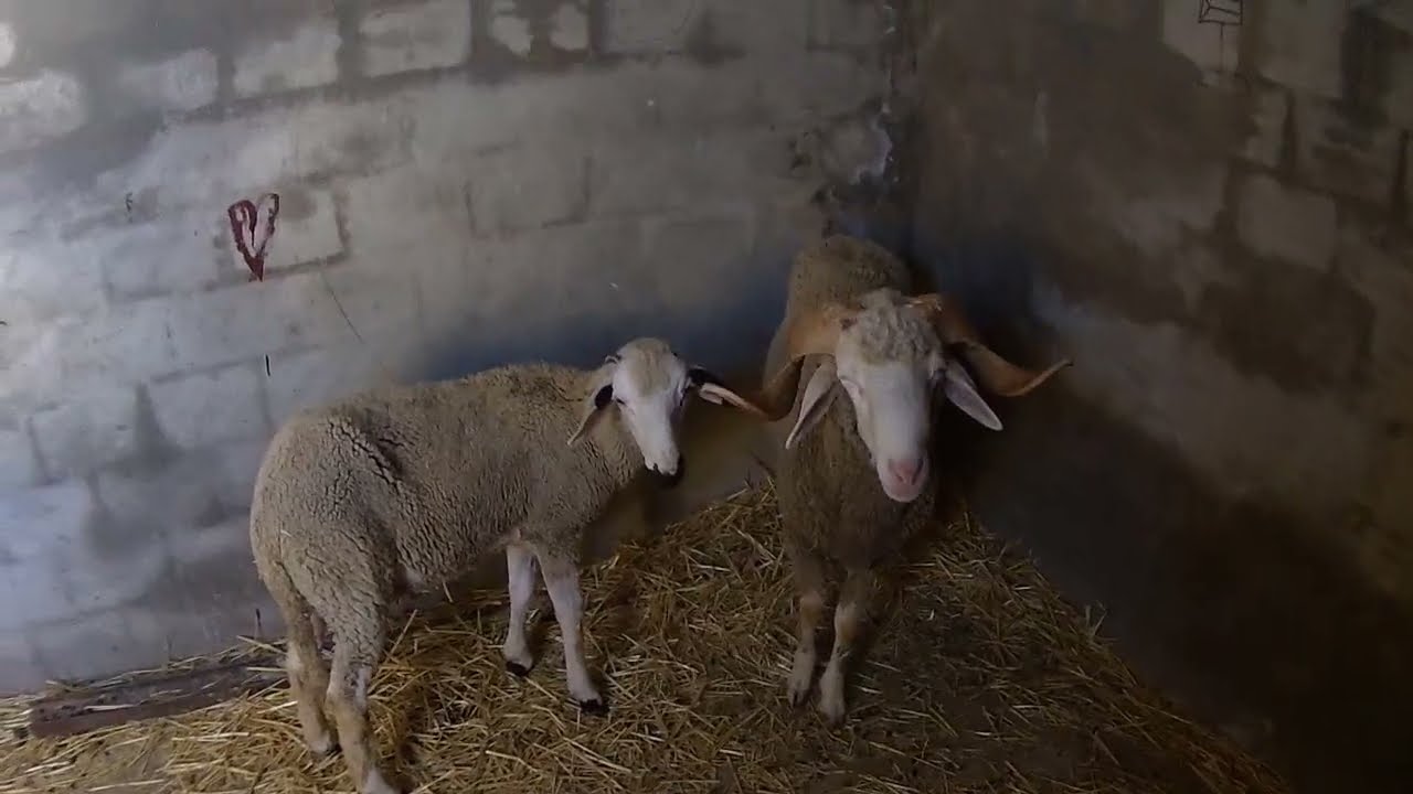 يوم العيد 2024