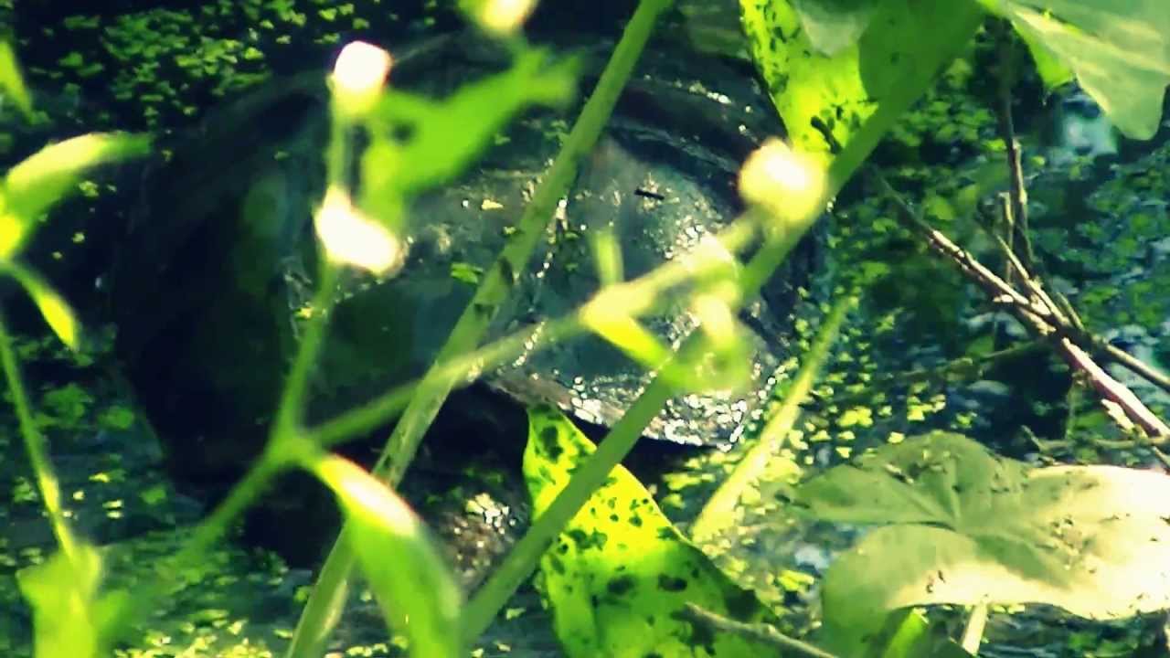 EXPLORINGtheLATERAL || Turtle Crossing ep04