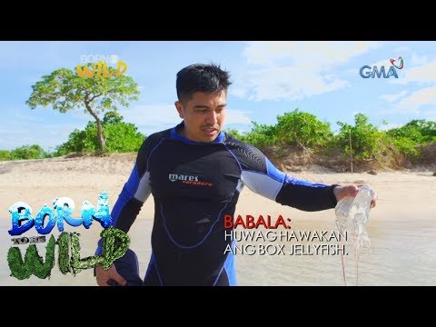 Video: Bakit Nakakagat Ang Jellyfish