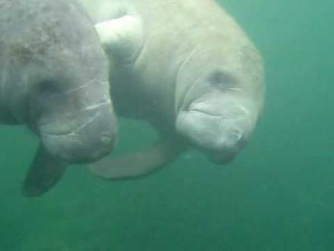 Swimming with Manatees at Crystal springs in Florida, USA.