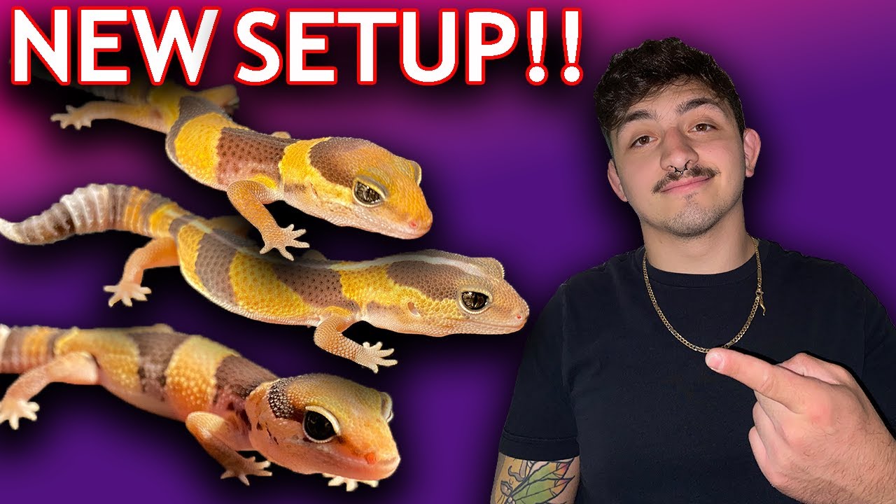 Baby African Fat-Tailed Gecko Set-up! (Controversial)