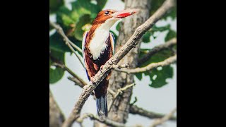 Call of White Throated Kingfisher | Kingfisher Bird Call | Kingfisher Bird Song | Backyard Birding screenshot 4