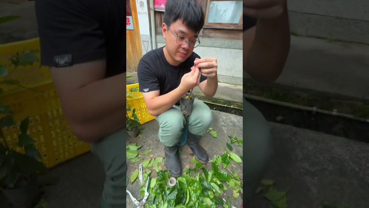 咖啡樹小知識 EP6 認識咖啡嫁接 縮圖
