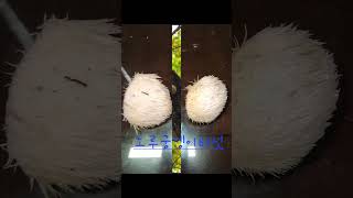 노루궁뎅이버섯