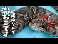 激怒状態のマムシに咬ませまくった結果！？
