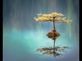 Guided Meditation with Alana