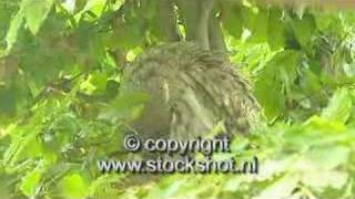 Laplanduil - Great Grey Owl - Strix Nebulosa