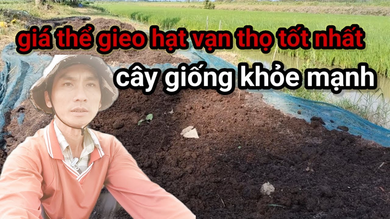 hướng dẫn cách phối trộn giá thể gieo hạt vạn thọ tốt nhất có thể