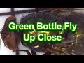 Common Green Bottle Fly Close Up Microscope Video HD 1080P Green Metallic Colored Body Flies