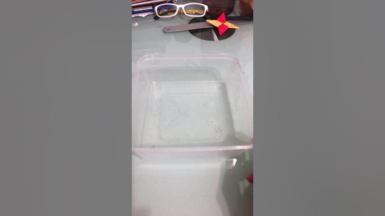 How to make a mealworm habitat YouTube