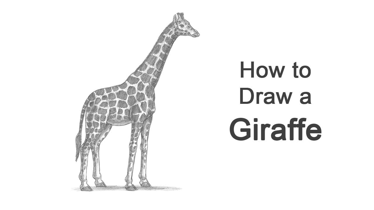 how to draw a real giraffe step by step