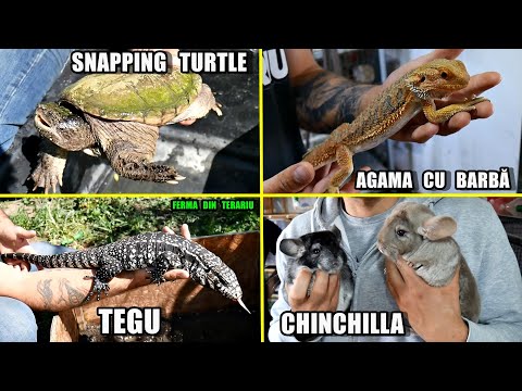 Video: Găsirea Unui Veterinar Pentru Animalul Dvs. De Companie Exotic