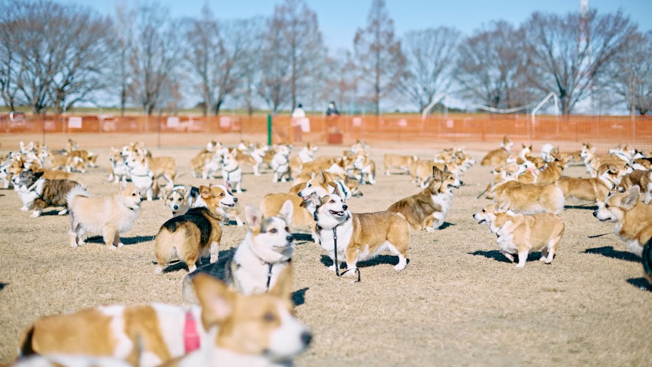 Corgi Festival 2025 Spring- Welsh Corgi rooted in Great Britain