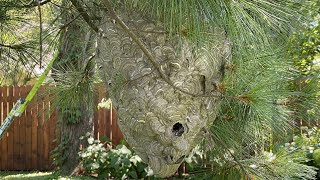 Amazing Giant Hornet Nest Removal, using drione dust