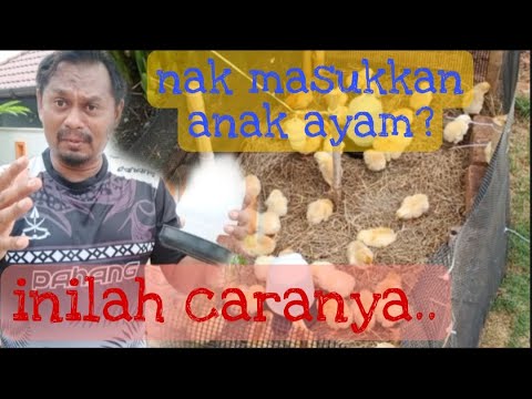 Video: Ayam: Petani Halaman Belakang Pemula dan Telur Segar