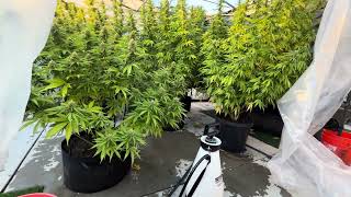 August 29, 2026 outdoor grow update