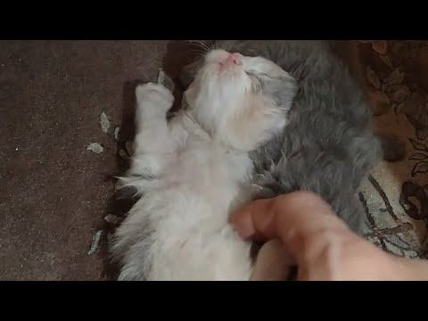 14 Days Old Kittens Learning How To Walk Orphan Kitten Is Happy After Finding Mother Cat