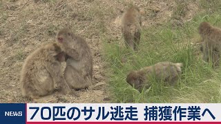 千葉の動物園で金網切断 サル70匹逃走