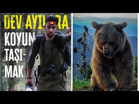 DEV AYILARA KOYUN