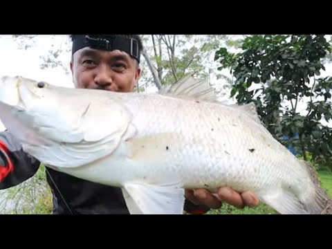 Video CÂU CÁ ĐẠI CHIẾN CÁ VƯỢC HỒ NƯỚC NGỌT -TẬP 1 - youtube