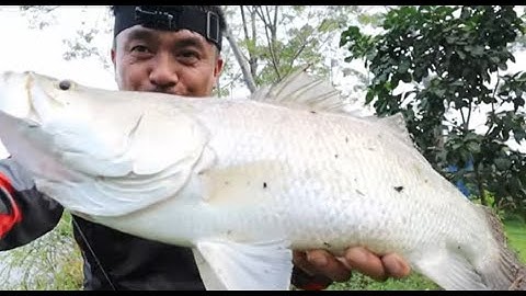 CÂU CÁ  ĐẠI CHIẾN CÁ VƯỢC HỒ NƯỚC NGỌT -TẬP 1