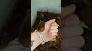 Giant South American Roaches