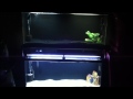 Double aquarium stand 55 gallon Double aquarium stand 55 gallon