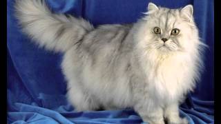 Купить лечебный корм для кошек Купить лечебный корм для кошек