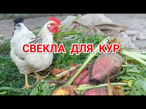 Свекла Для Кур. Полезно, но есть нюансы!