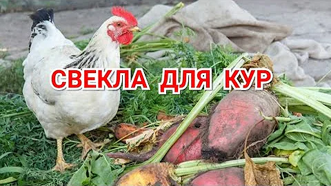 Свекла Для Кур. Полезно, но есть нюансы!