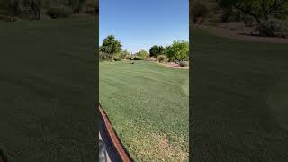 Bobcat live hunt of a rabbit on the golf course. So stealth and fast #bobcat #hunt #rabbit #golf