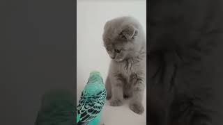 Котик и попугайчик играют💞(видео не моё)