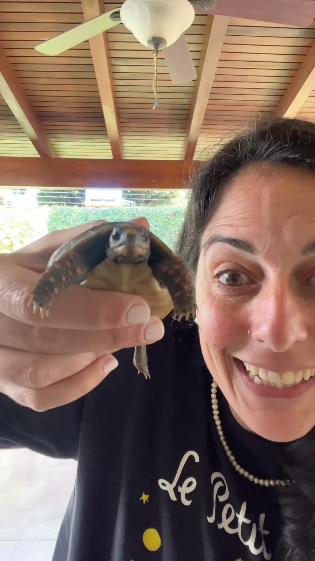 Apareció la tortuga bebé ???