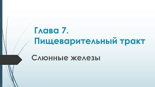 Физиология. Глава 7. Пищеварительный тракт. Слюнные железы