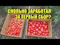 Первые продажи томата 2019. КАКИЕ ЦЕНЫ?