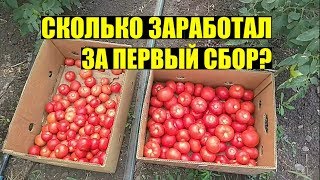 Первые продажи томата 2019. КАКИЕ ЦЕНЫ?