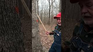 Native American woodland history with White Oak trees! Did you know acorns can shut your liver down?