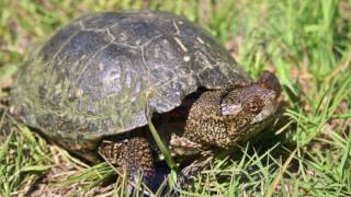BCC ExperTalk: “Natural History of the Western Pond Turtle” with Barry Nerhus (12/8/2016)