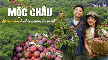 Một ngày làm nông dân HÁI MẬN - thưởng thức đặc sản MỘC CHÂU ở thung lũng cổ tích