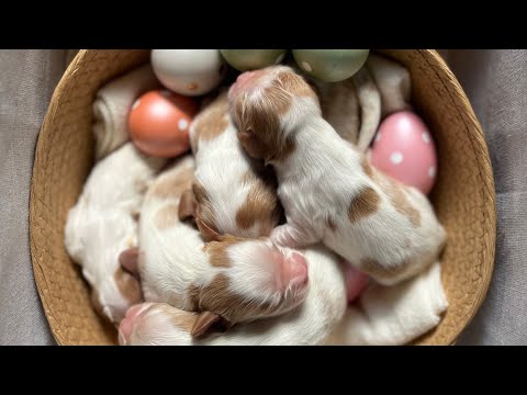 生後5日のキャバリア子犬!特別に犬舎の中を見せてもらった。