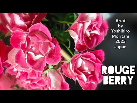 ROUGE BERRY ROSE plant by Yoshihiro Moritani (Moriya) 2022 Japan