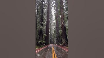 "تلاوة خاشعة من القرآن الكريم تريح القلب وتبث السكينة"