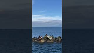 Bad News @TomMacDonaldOfficial  #cormorants #seagulls #sealions #eagle   #canada  #britishcolumbia